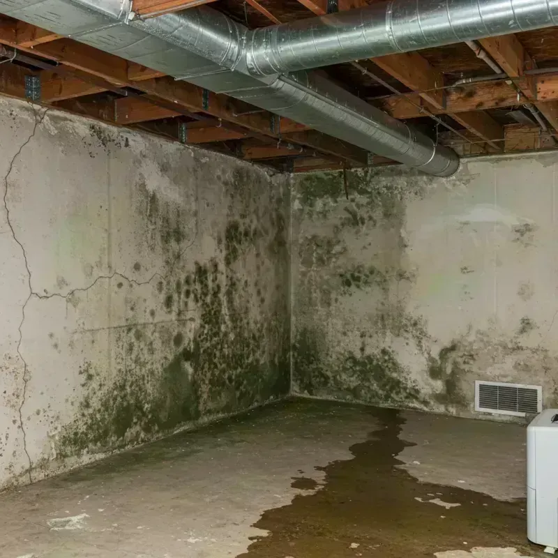 Professional Mold Removal in Chenoa, IL